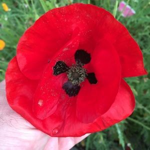 Meet your Posher, Carlo